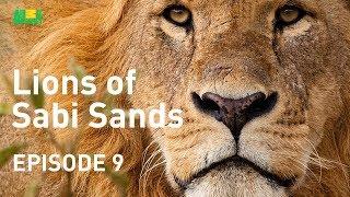 Lions of Sabi Sands - Episode 9  The End of the Mapogos