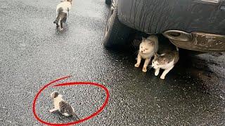 The stray mom cat struggling to survive left her newborn kitten crying out loudly in the same spot