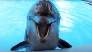 Amazing Dolphins - Funny And Cute Doplhins Compliation Funny Pets