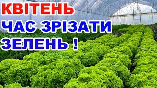 Вирощування зелені в теплиці . Петрушка  цибуля салат та кріп