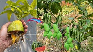 How To Grow Mango with Watermelon From Mango and Watermelon Fruit