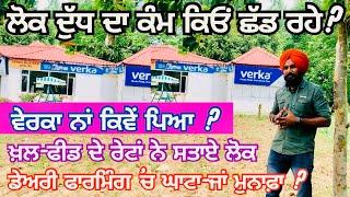 Dairy Farming in Punjab  Milk Production in Punjab  Verka Dairy Farmers  #dairyfarming #dairyfarm