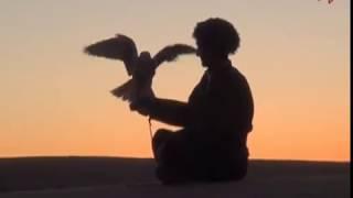 Falcon Hunting _ Elguş owy _ Соколиная охота