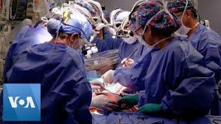 Surgeons Perform Second Pig Heart Transplant to Save Dying Man  VOA News