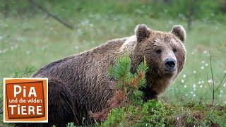 Beeren für den Braunbären  Reportage für Kinder  Pia und die wilden Tiere