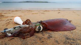 Mancing Cumi Pantai Tips Trik dan Teknik