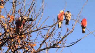 Chirping Galahs at ease in the wild