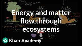 Flow of energy and matter through ecosystems  High school biology  Khan Academy