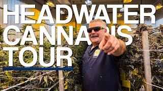 Touring the Headwater Cannabis Facility