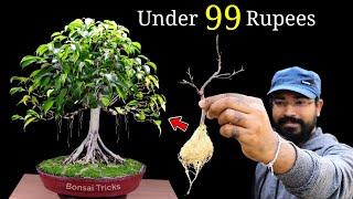 How to make a Bonsai Tree at home  Ficus Bonsai  बोन्साई कैसे बनाएं  Bonsai for beginners