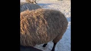 Eating Hay