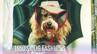 1950s Dog Fashions  Vintage Fashions