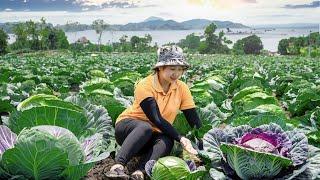 Harvesting cabbage Garden to the Market to SellDaily Delicious Dishes  Lucias daily life