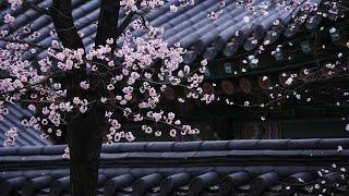 Relaxing Music #37 Traditional Korean Music Meditation Music Stress Relief  Black Screen