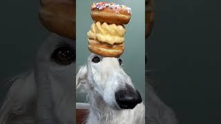 Stack dump #borzoi #doglife #balance #donuts #dogsofyoutube #dogs #radiohead #unhinged #cute #weird