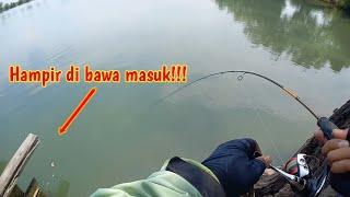 Hampir saja di bawa masuk ikan predator ke sarangnya‼️