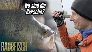 Angeln unterwasser 3 Das Barsch-Desaster