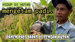 PANEN PADI DI TENGAH HUTAN BERTAHAN HIDUP DI HUTAN SEMUA SUDAH TERSEDIA TINGGAL KEMAUAN