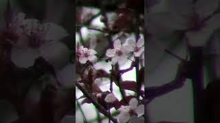 Sony DCR-SX21 handycam - Nature through a camcorder #shorts