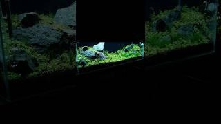 Новый проект Ивагуми 90см Полное видео по ссылке #aquadream #аквариум #aquarium #ивагуми