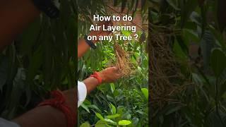 अपने मन पसंद फल वाले पेड़ से बनाएँ सैकड़ों पेड़ फ्री में  Air Layering Trick for any tree 