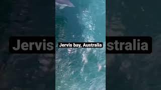 Swimming with the dolphins #australiatravel #travel #australia #jervisbay #dolphins