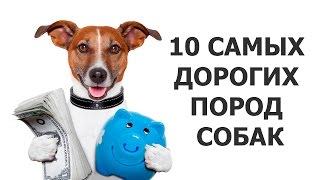 10 САМЫХ ДОРОГИХ ПОРОД СОБАК