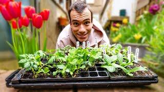 Growing vegetables in a townhouse back garden + in my bedroom - tomatoes chillies peas potatoes