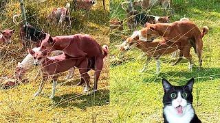 Dog Mating VideoDog VideoDogs In ActionBreeDing Mating#dog#dogs