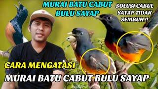 CARA MENGATASI MURAI BATU CABUL SAYAP