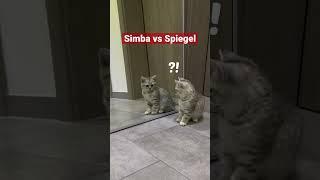 Denke unser Kater Simba hat gewonnen? Was meint Ihr?  #shorts  #cats #funnycats