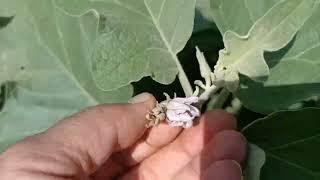 how to grow baingan tree eggplants tree visited today  baingan trees visit