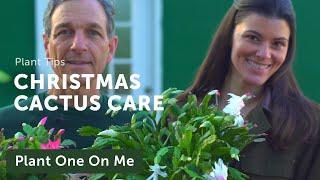 Schlumbergera Christmas Cactus Care and Propagation — Plant One On Me — Ep 143