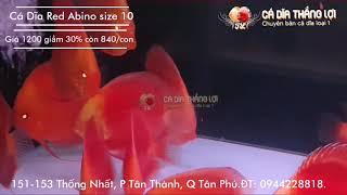 Cá Dĩa RED ABINO  Cá Dĩa Thắng Lợi  Discus fish vietnam