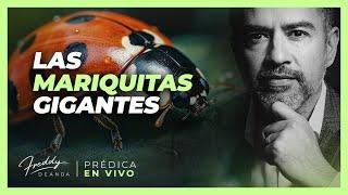 Freddy DeAnda - Las mariquitas gigantes