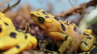 Panamanian Golden Frogs