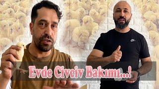 Evde Civciv Bakımı Nasıl Olur?