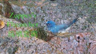 cold shower slow motion ... Zappeys Flycatcher 琉璃蓝鹟 琉璃藍鶲 Cyanoptila cumatilis チョウセンオオルリ