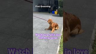 Watch my dog fall in love with her groomer ️ #goldenretriever #doggrooming #tutorial