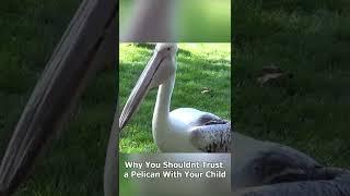 NEVER Trust A Pelican With Your Child