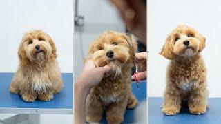 Maltipoo Full Groom  The Popular Teddy Bear Puppy Cut