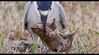 Heron catches enormous breakfast