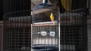 masteran burung kenari gacor sangat ampuh buat pancingan suara burung kenari#shorts