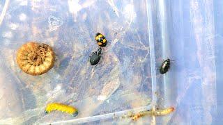 Catch and observe small insectsArthropleura darkling beetle larva and ladybugs.