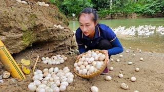 Harvest duck eggs goes to the market sell - Grow sweet potatoes  Ly Thi Tam