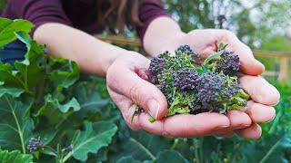 The EASIEST broccoli to grow