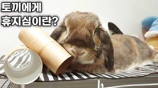 토끼에게 휴지심이란?  Is toilet paper tube a toy or piece of paper to rabbit?