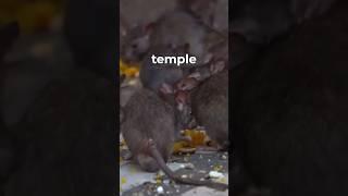 Inside India’s Rat Temple 