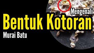 Memahami Bentuk Kotoran Murai Batu  Membentuk  Stamina  Bengkel Murai Batu