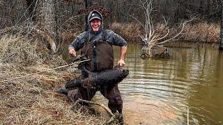 How to use drowning rods for beaver trapping